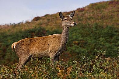 《Denpatou》Steam页面上线 复古风农场模拟游戏